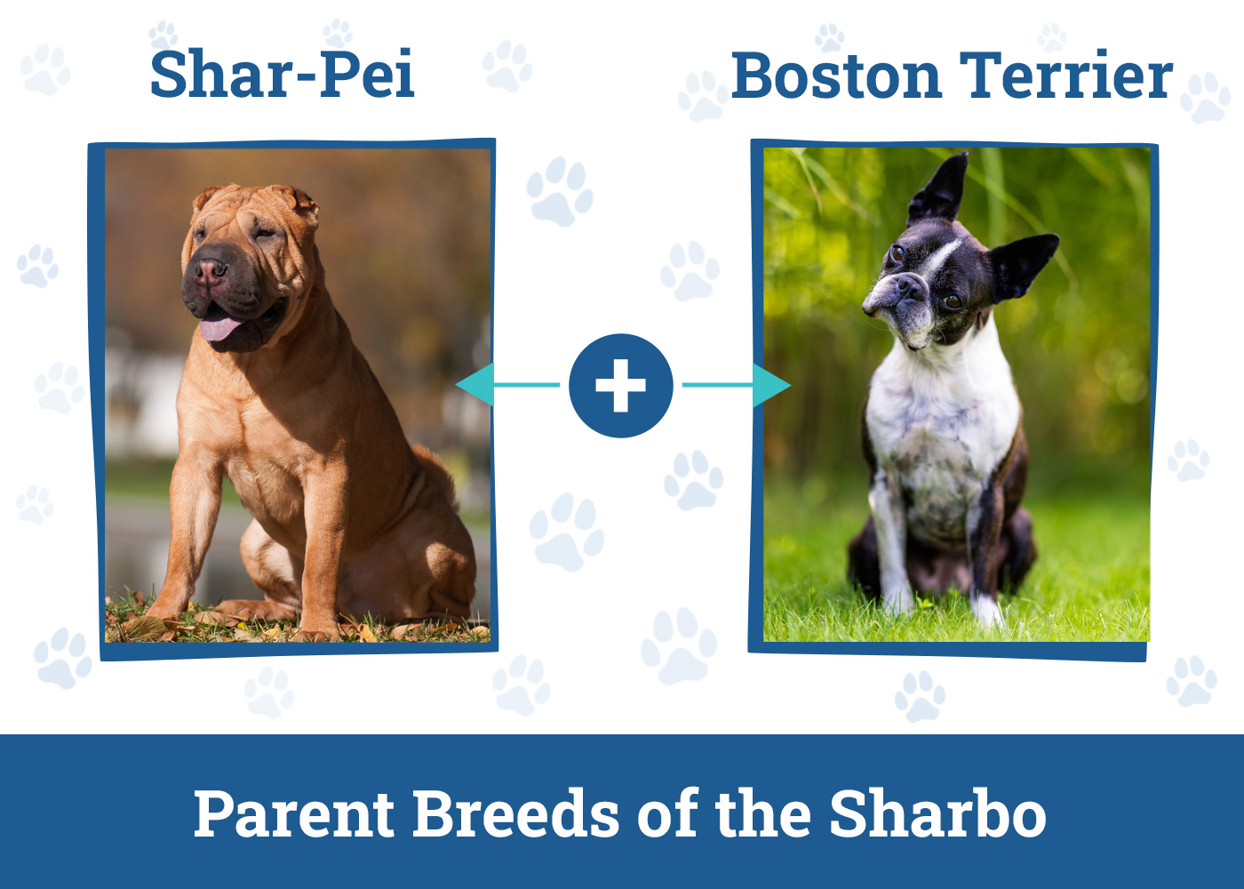 Parent Breeds of the Sharbo