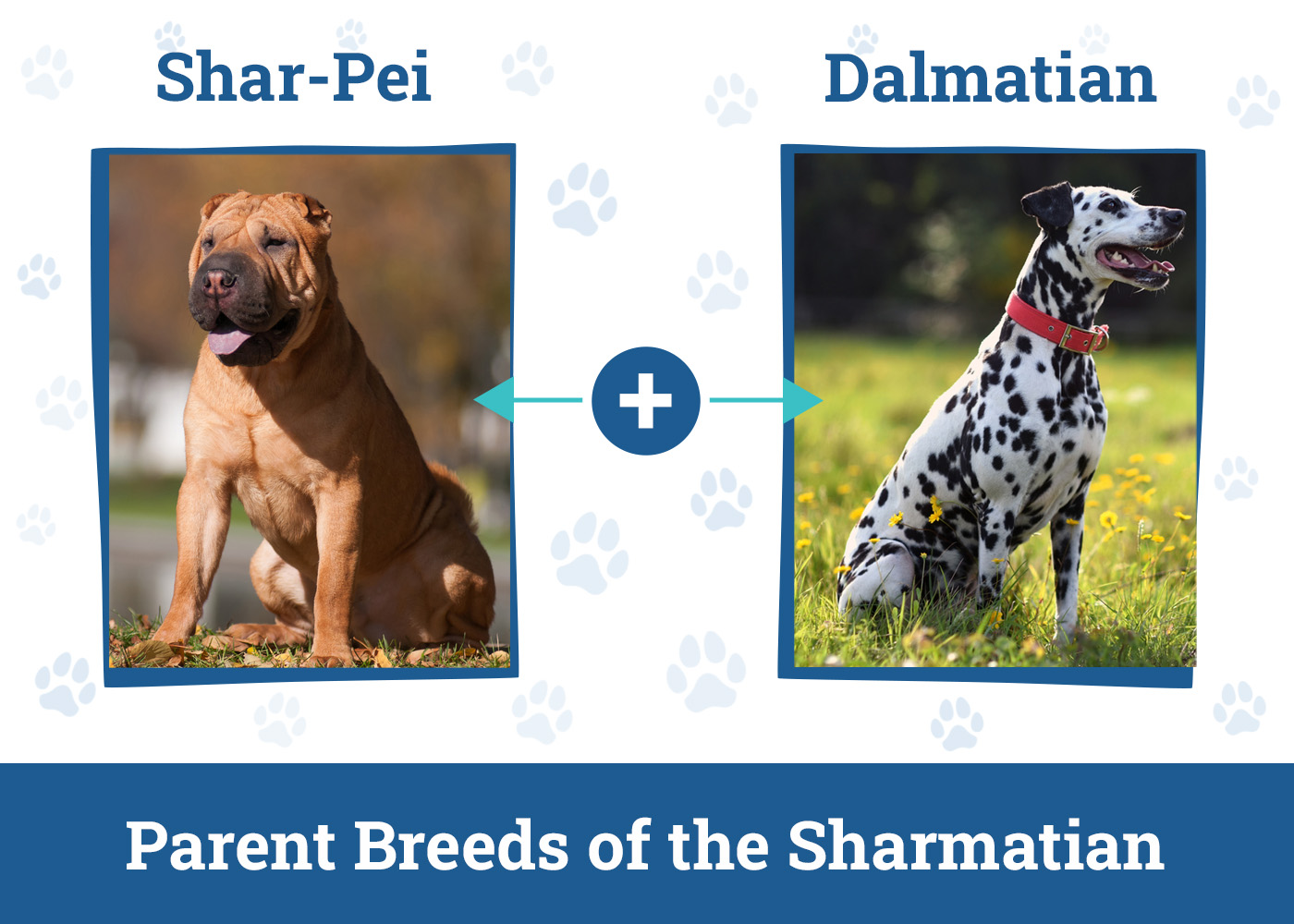 Parent Breeds of the Sharmatian