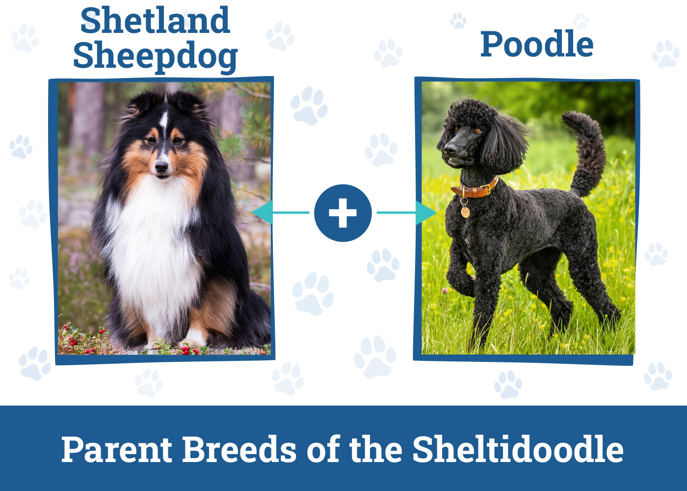 Parent Breeds of the Sheltidoodle