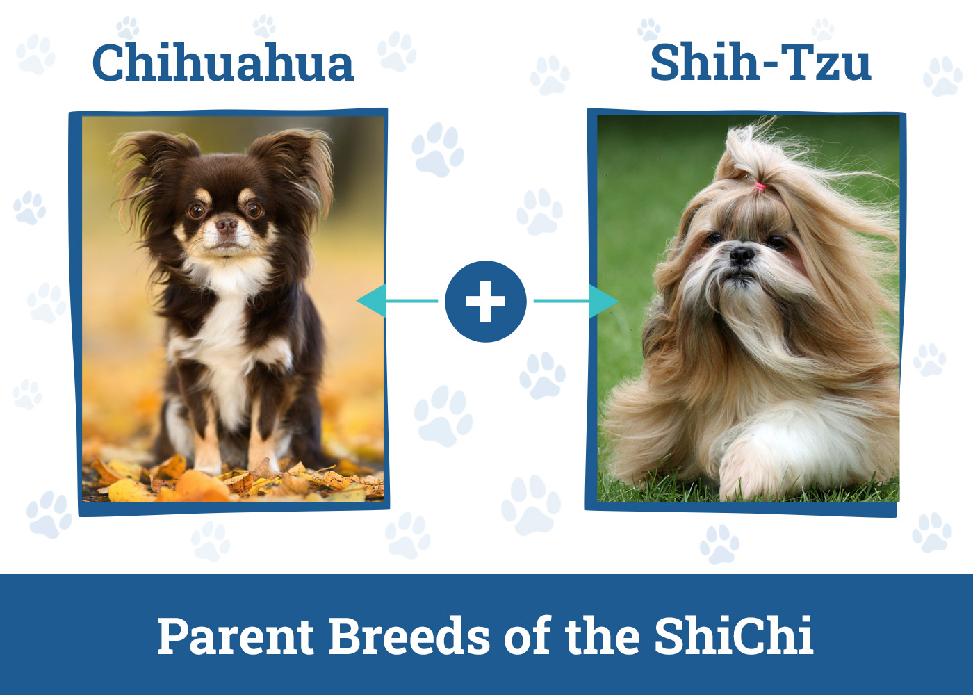 Parent Breeds of the ShiChi