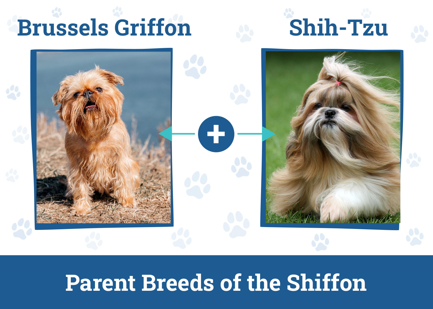Parent Breeds of the Shiffon