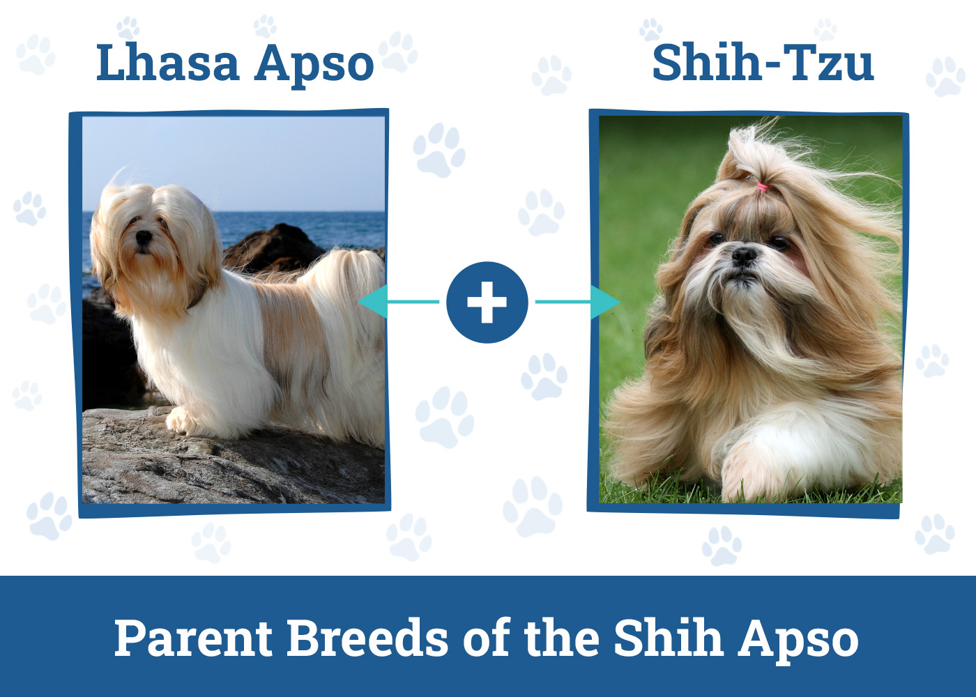 Parent Breeds of the Shih Apso