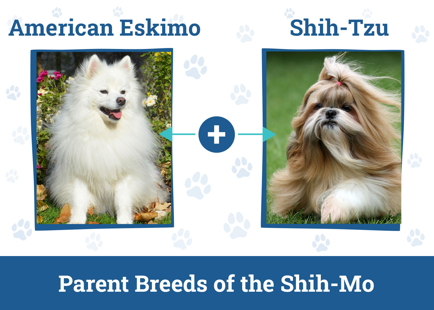 Parent Breeds of the Shih-Mo