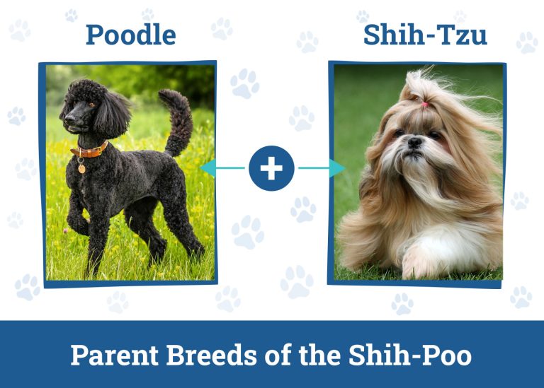 Shih-Poo (Shih Tzu & Poodle Mix): Info, Pictures, Care & More – Dogster