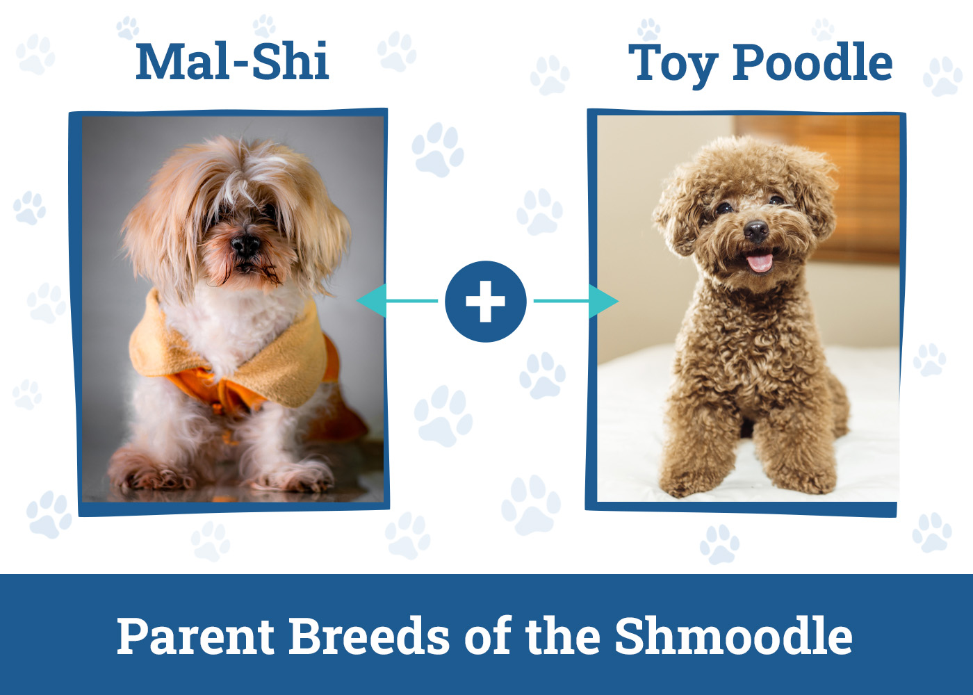 Parent Breeds of the Shmoodle