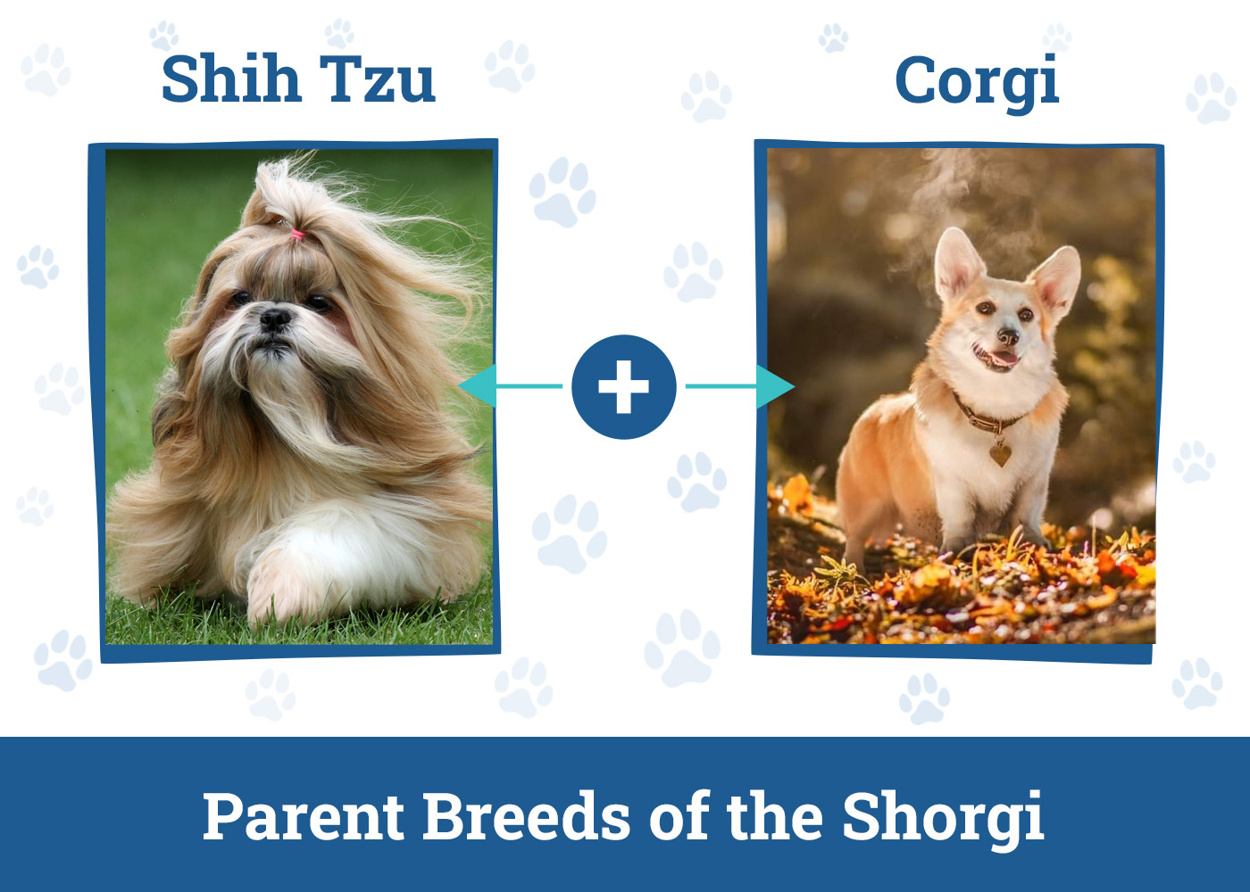 Parent Breeds of the Shorgi
