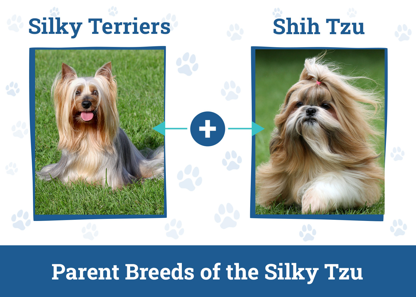 Parent Breeds of the Silky Tzu