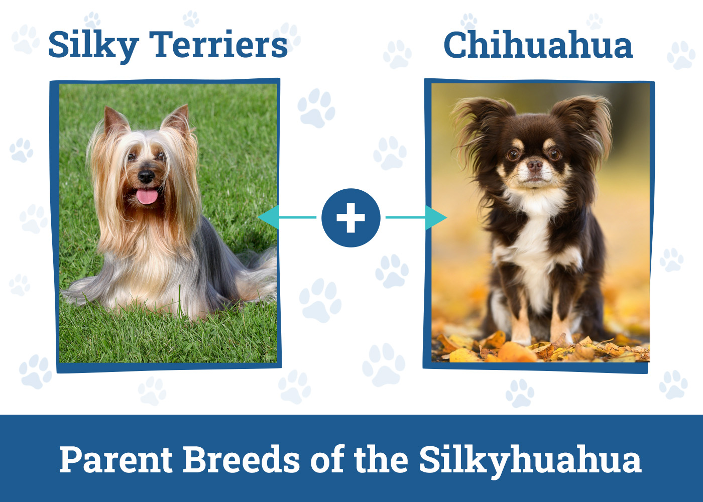 Parent Breeds of the Silkyhuahua