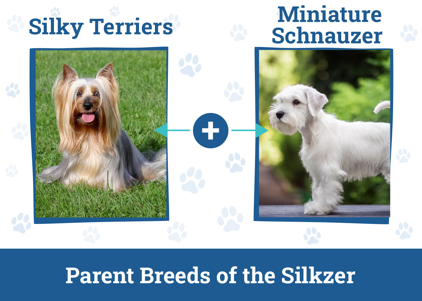 Parent Breeds of the Silkzer