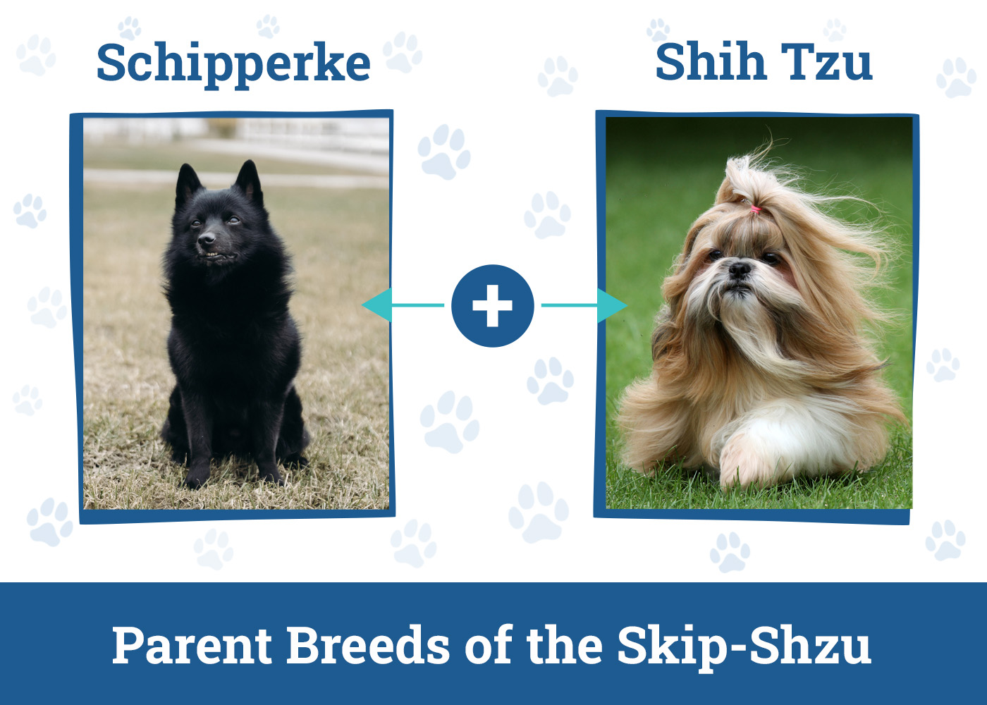 Parent Breeds of the Skip-Shzu