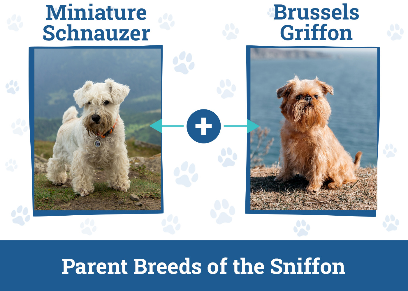 Parent Breeds of the Sniffon
