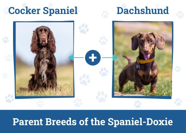 Spaniel-Doxie (Cocker Spaniel & Dachshund Mix): Info, Pictures, Care ...