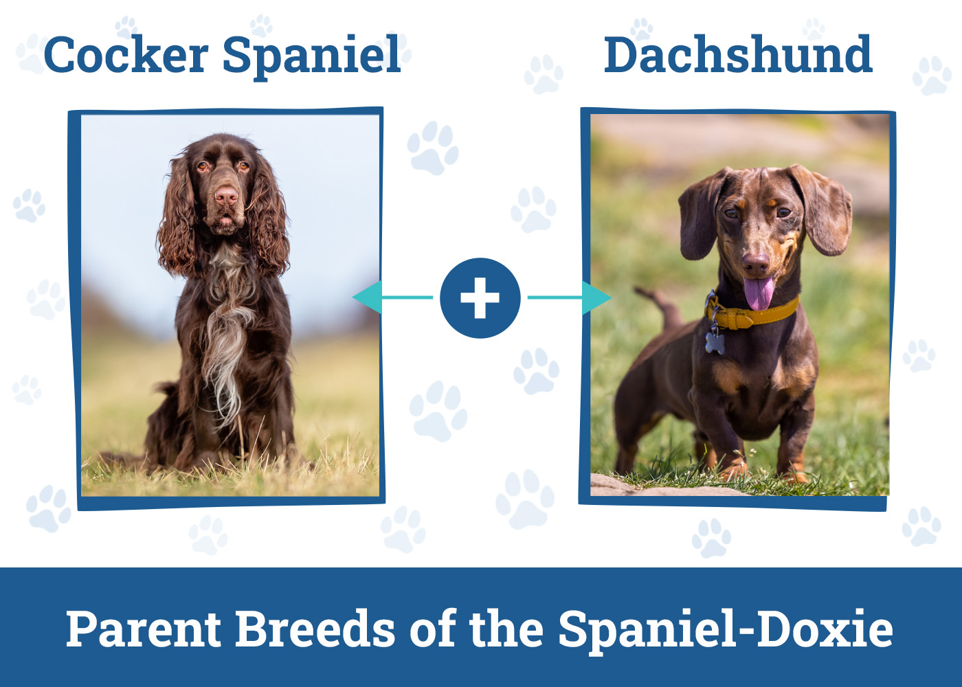 Parent Breeds of the Spaniel-Doxie