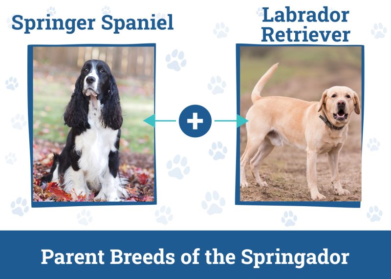 Springador (Springer Spaniel & Labrador Mix): Info, Pictures, Care ...