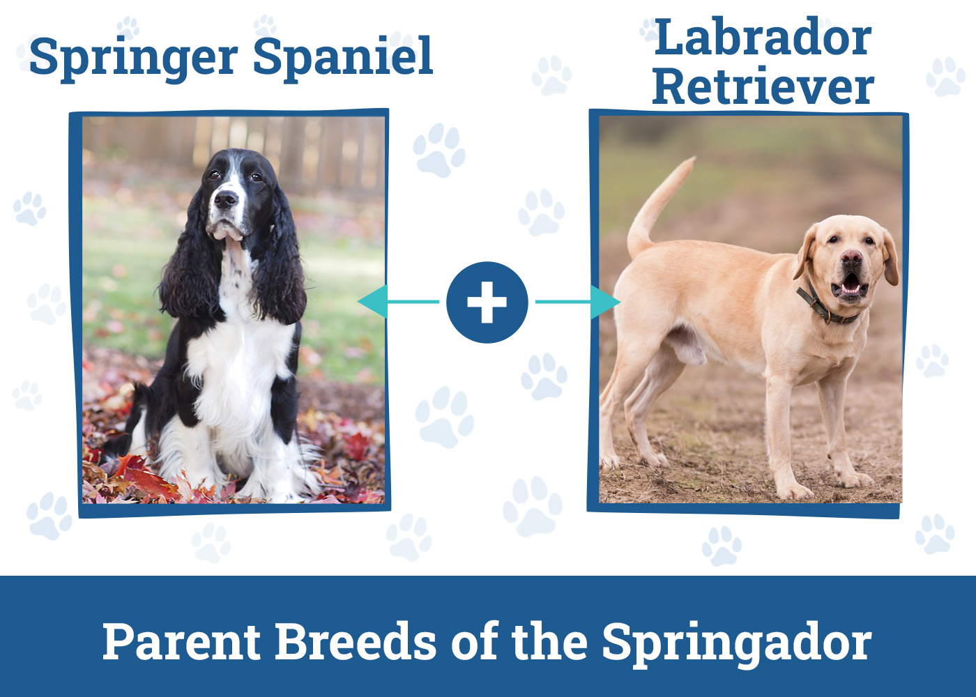 Parent Breeds of the Springador