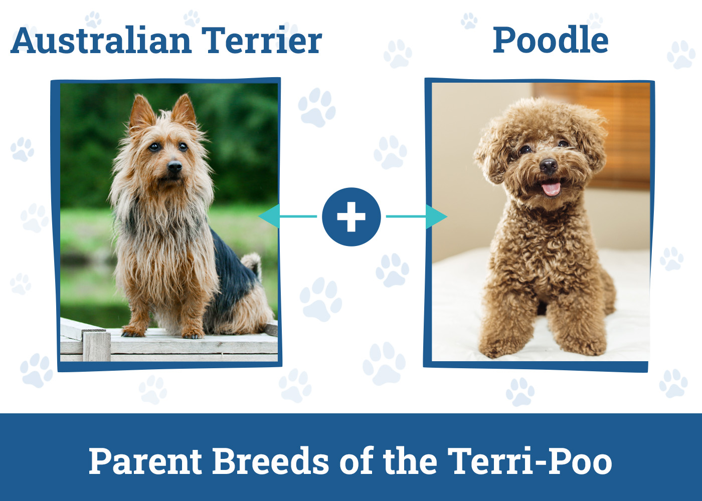 Parent Breeds of the Terri-Poo