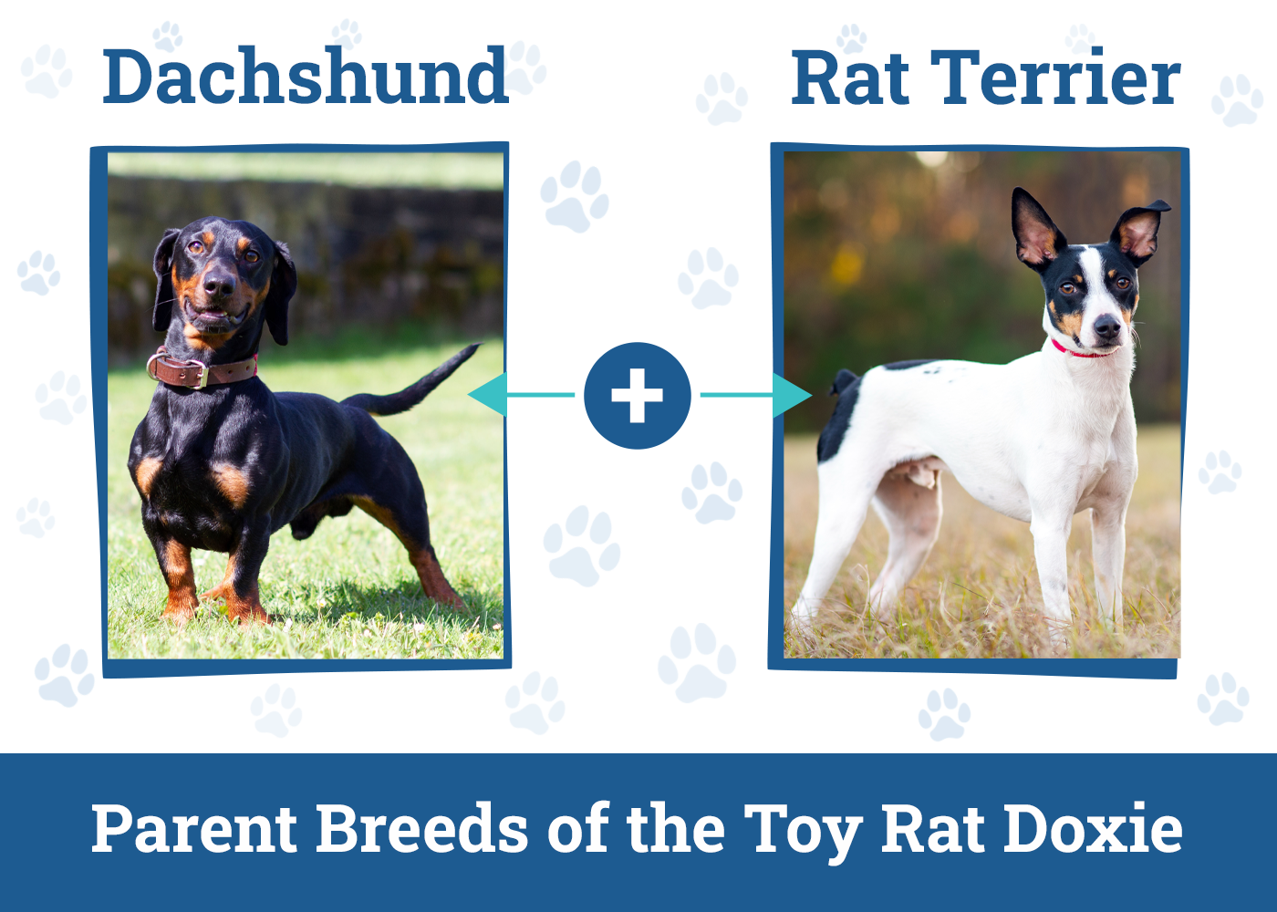 Parent Breeds of the Toy Rat Doxie