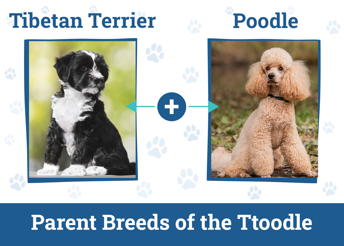 Parent Breeds of the Ttoodle