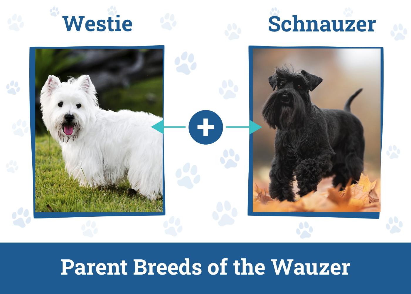 Parent Breeds of the Wauzer