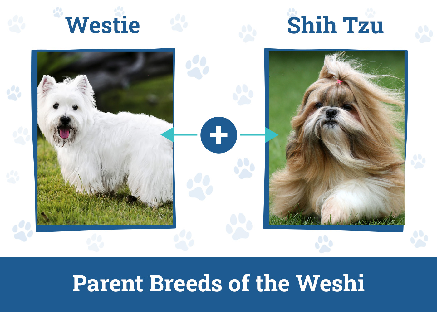 Parent Breeds of the Weshi