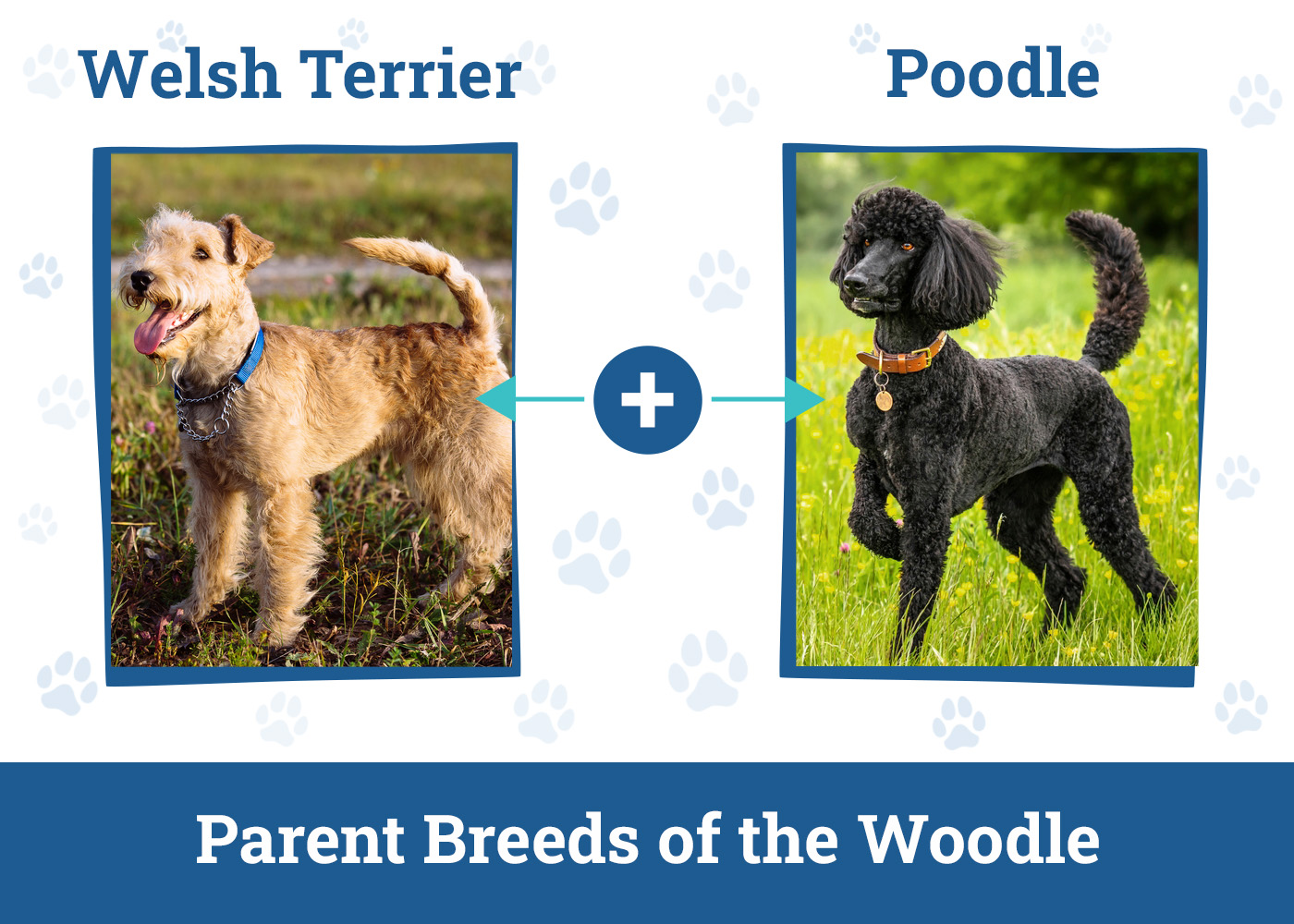 Parent Breeds of the Woodle