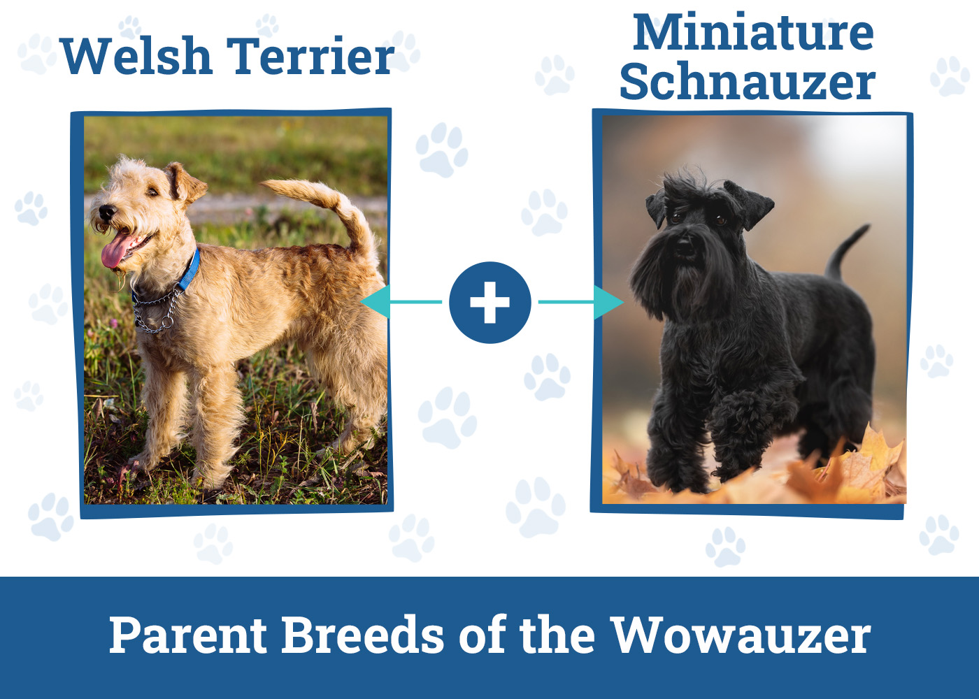 Parent Breeds of the Wowauzer