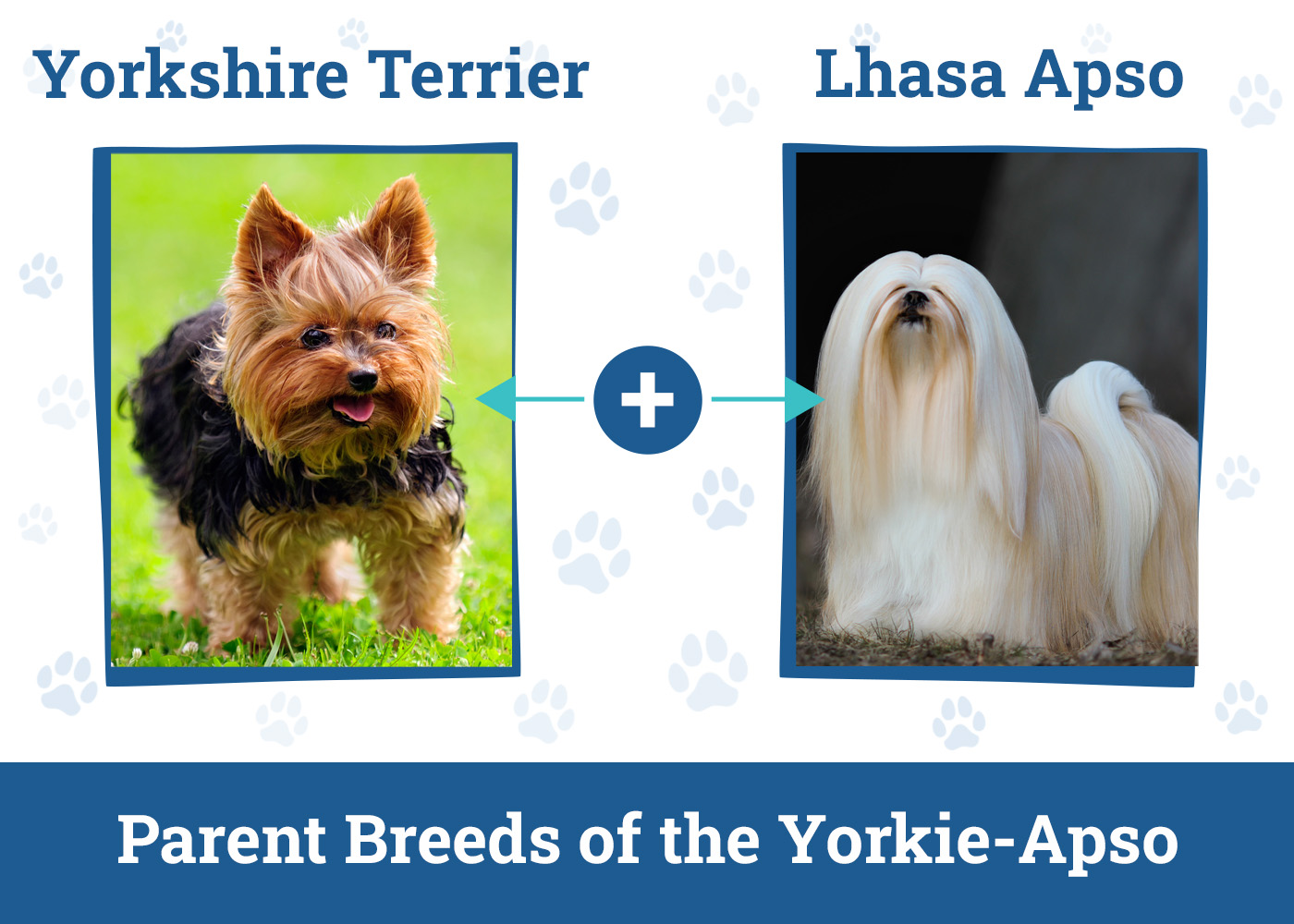 Parent Breeds of the Yorkie-Apso