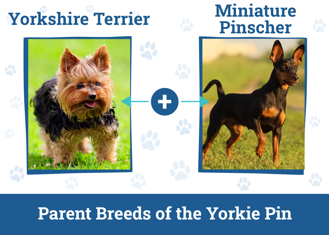 Parent Breeds of the Yorkie Pin