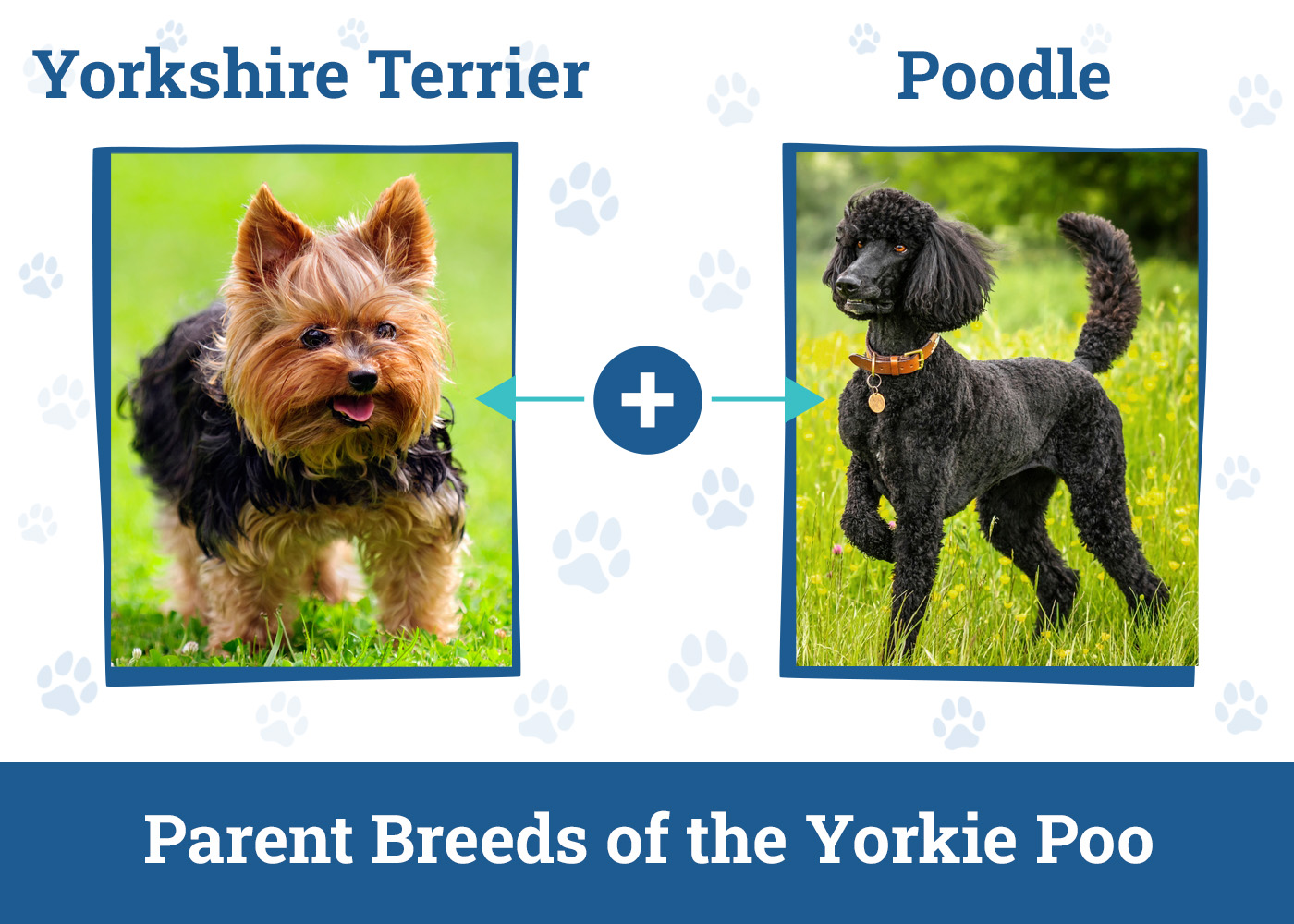 Parent Breeds of the Yorkie Poo
