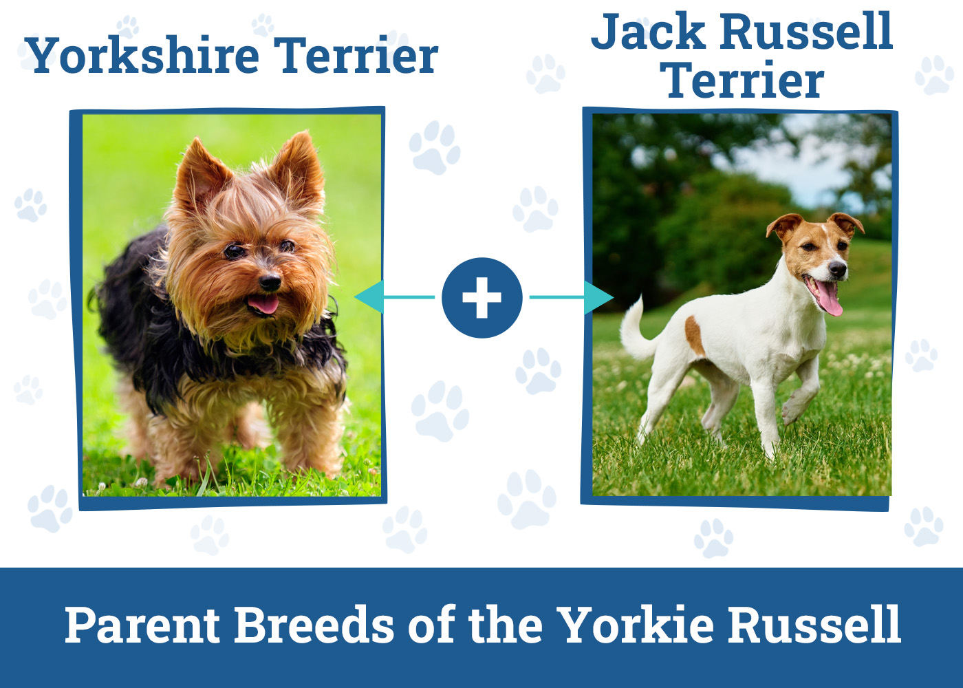 Parent Breeds of the Yorkie Russell