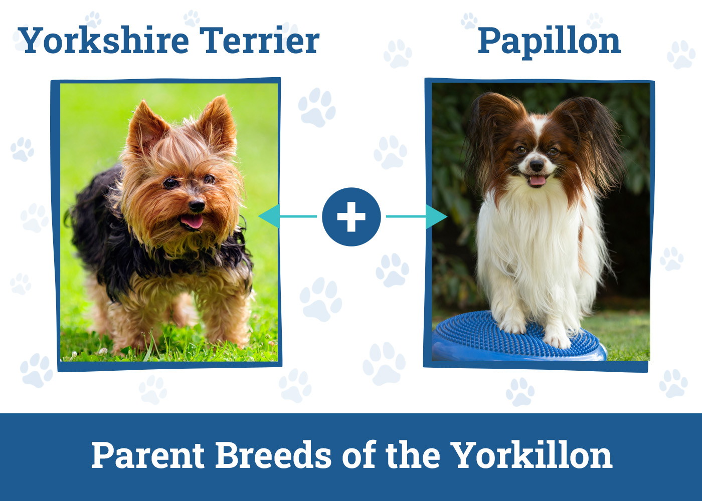 Parent Breeds of the Yorkillon