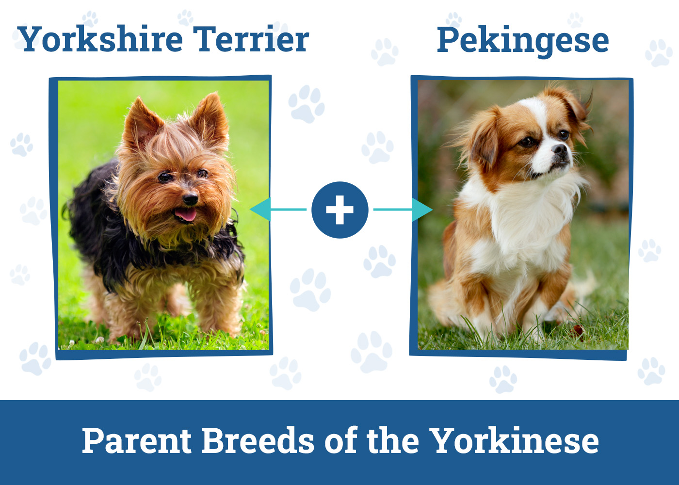 Parent Breeds of the Yorkinese