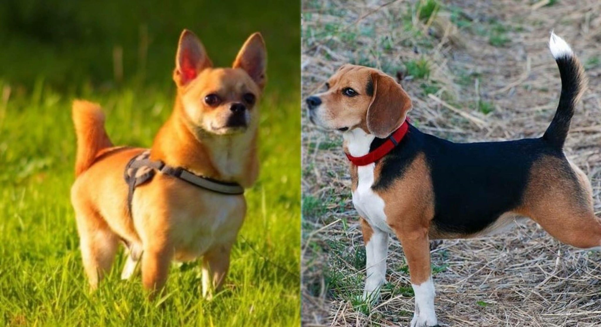 Cheagle (Chihuahua & Beagle Mix) Pictures, Guide, Info, Care & More