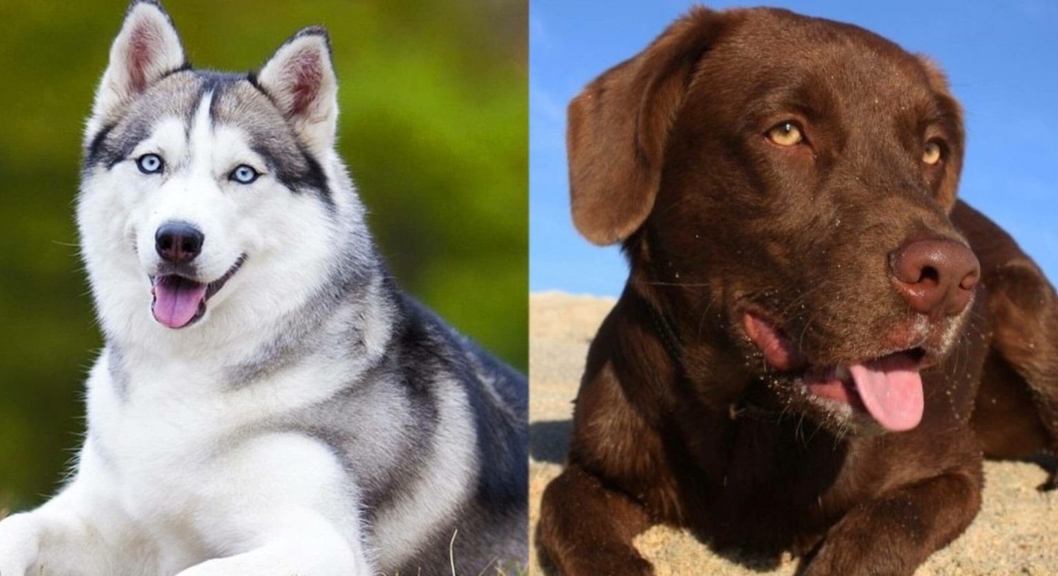 Lab Husky Mix Dog Breed Guide Pictures, Info, Care & More Dogster