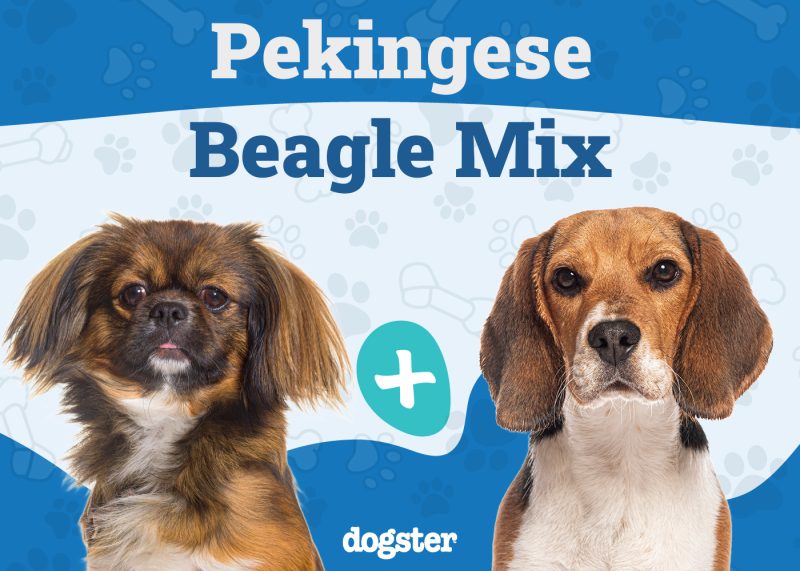 Peagle - Pekingese Beagle Mix