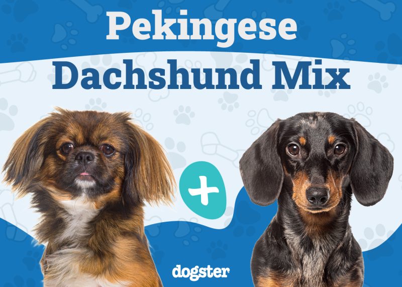 Pekehund - Pekingese Dachshund Mix