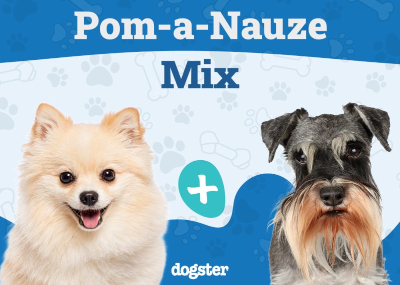 Pom-a-nauze - Pomeranian Miniature Schnauzer Mix