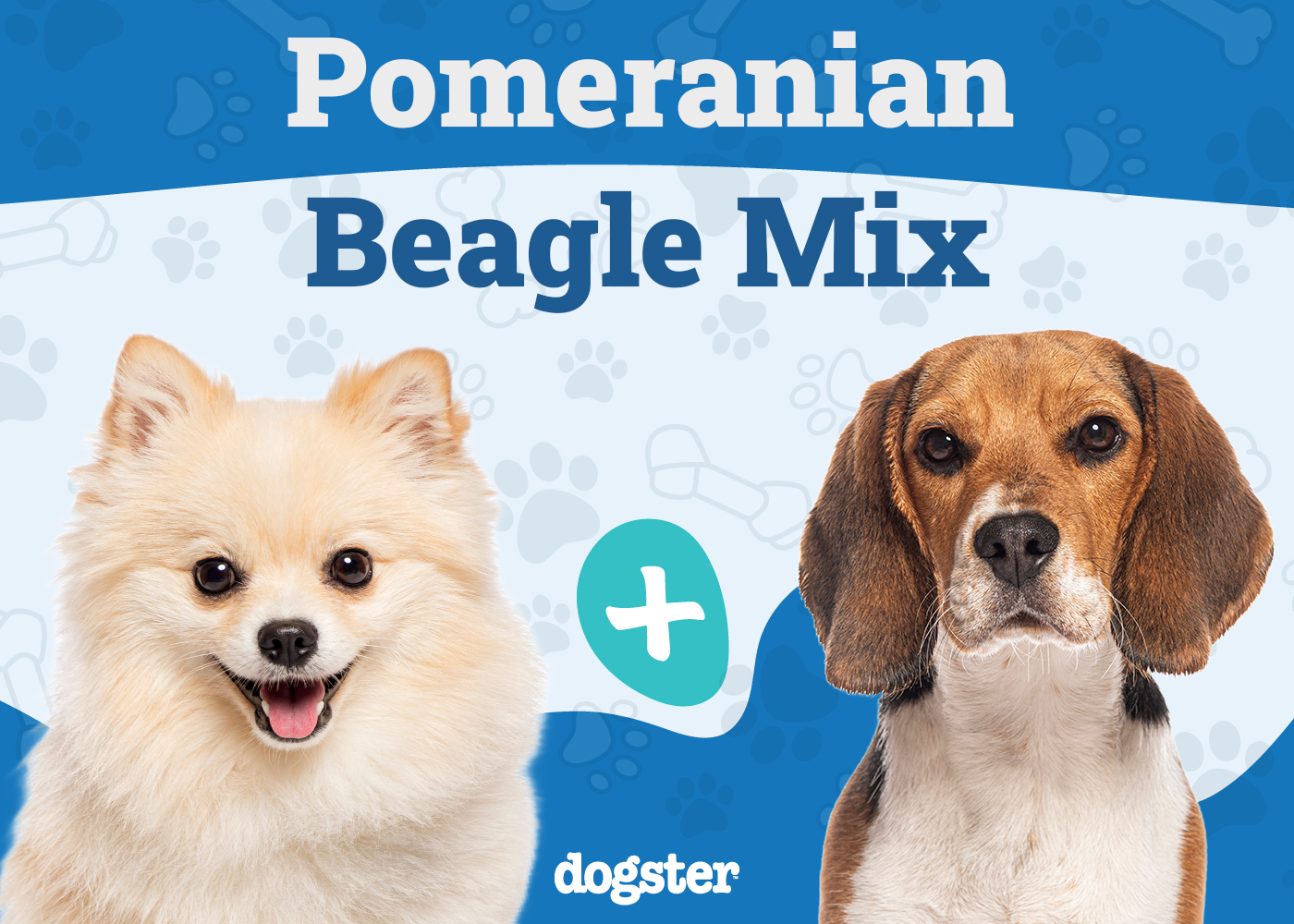 Pomeagle - Pomeranian Beagle Mix