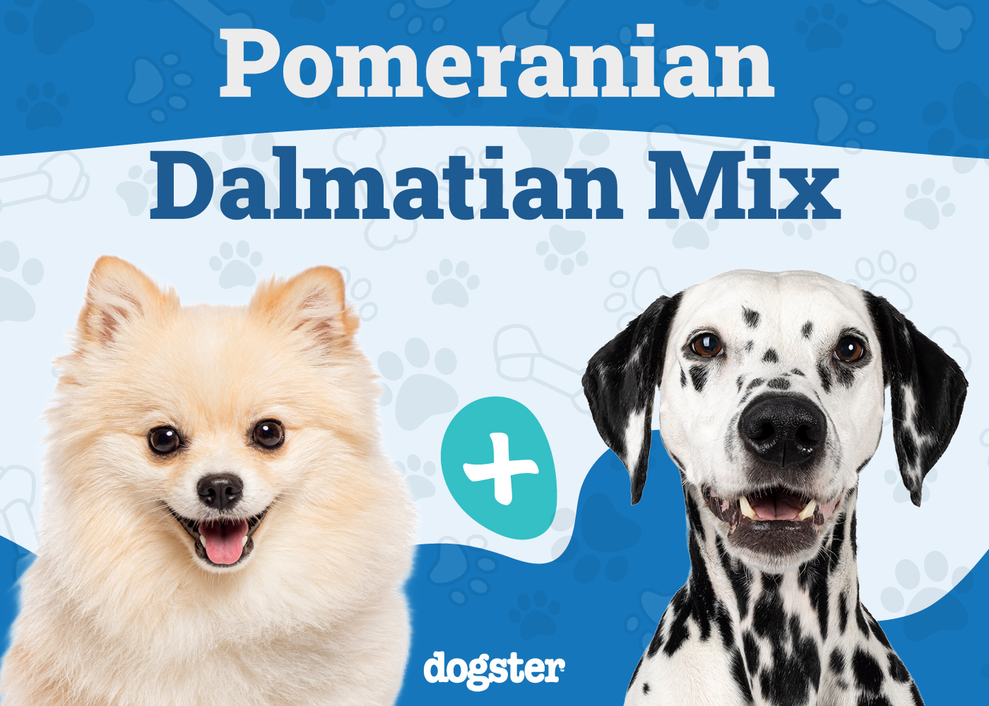 Pomeranian Dalmatian Mix
