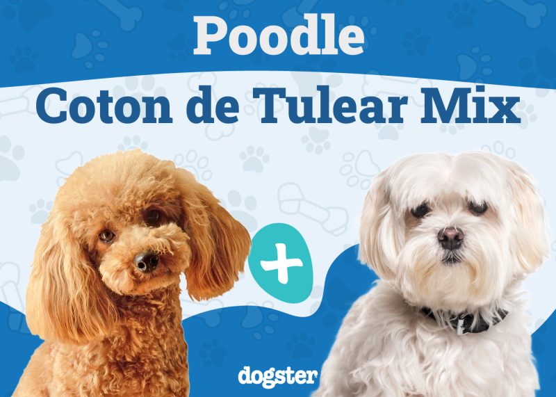 Poo-ton - Poodle Coton de Tulear Mix