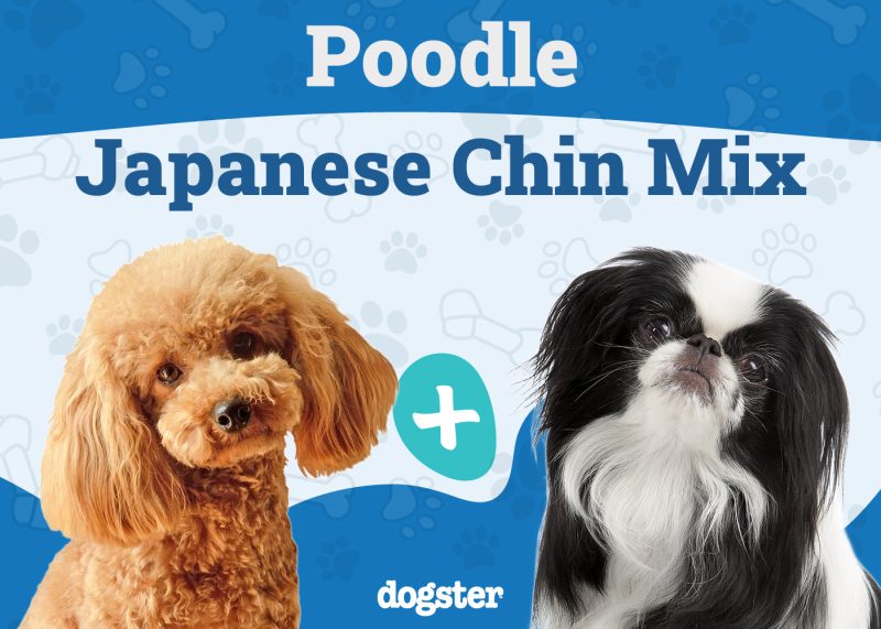 Poochin - Poodle Japanese Chin Mix