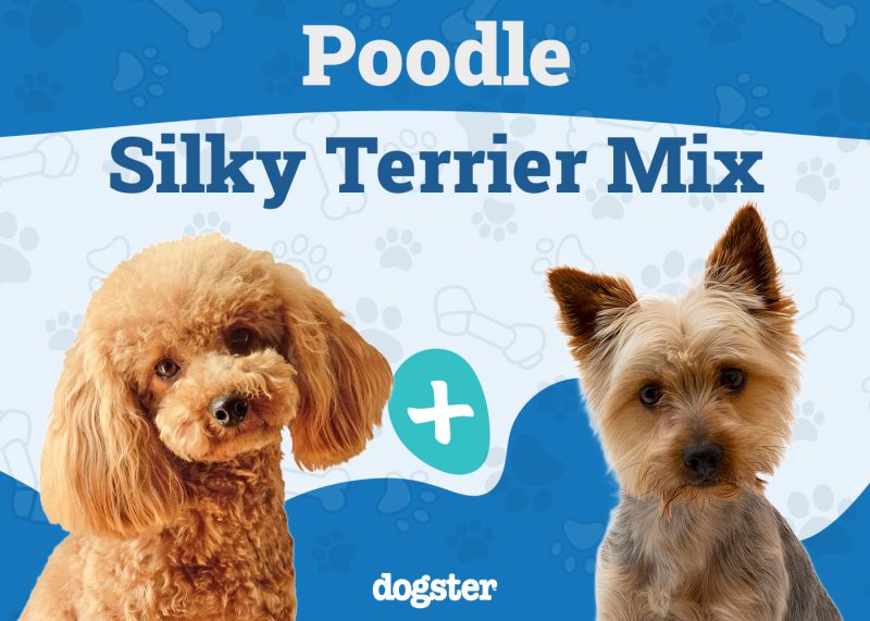 Poolky - Poodle Silky Terrier Mix