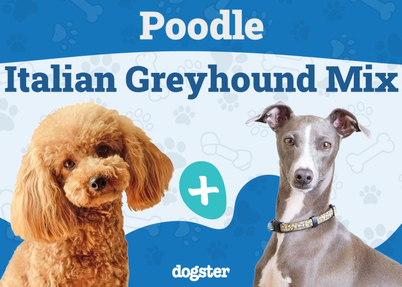 Pootalian - Poodle Italian Greyhound Mix