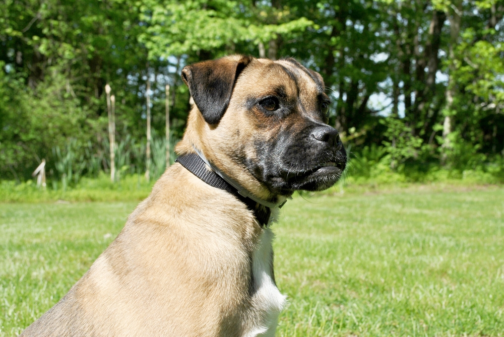 Pug Jack Russel Terrir Mixed Puppy sitting on the grass