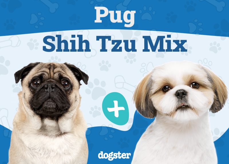 Pug Shih Tzu Mix