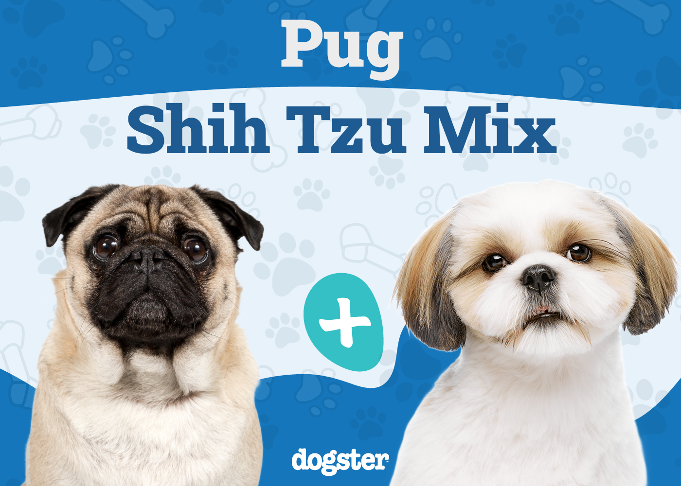 Pug Shih Tzu Mix