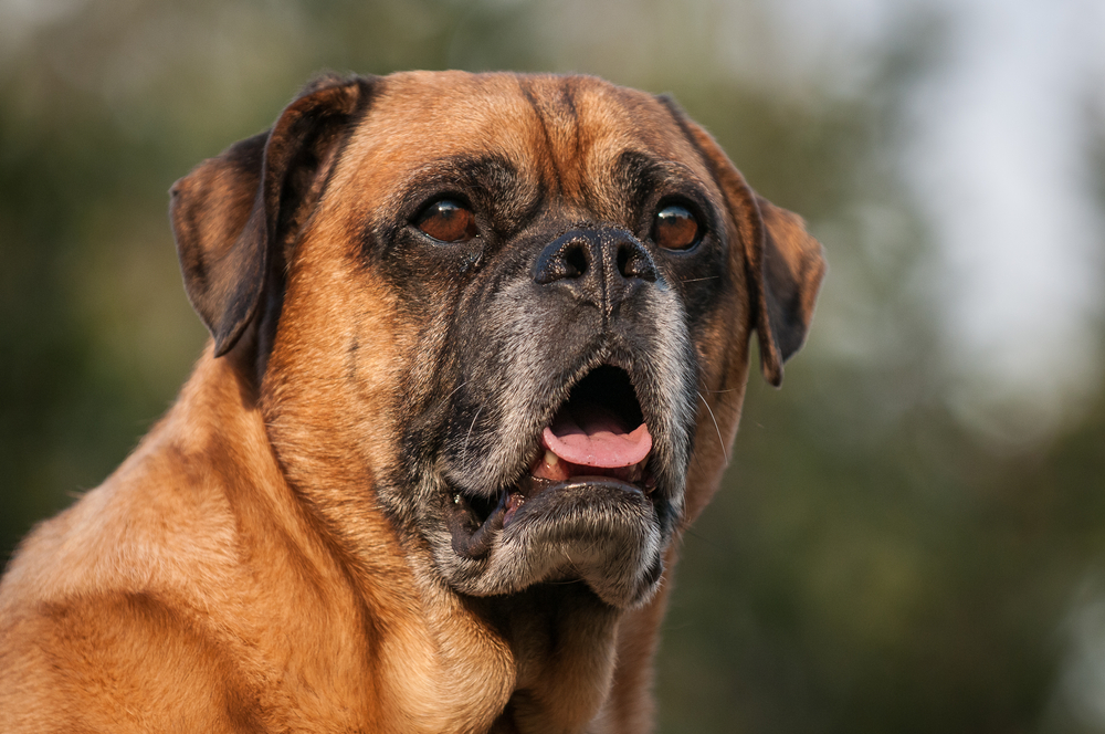 Senior Pug Boxer mix