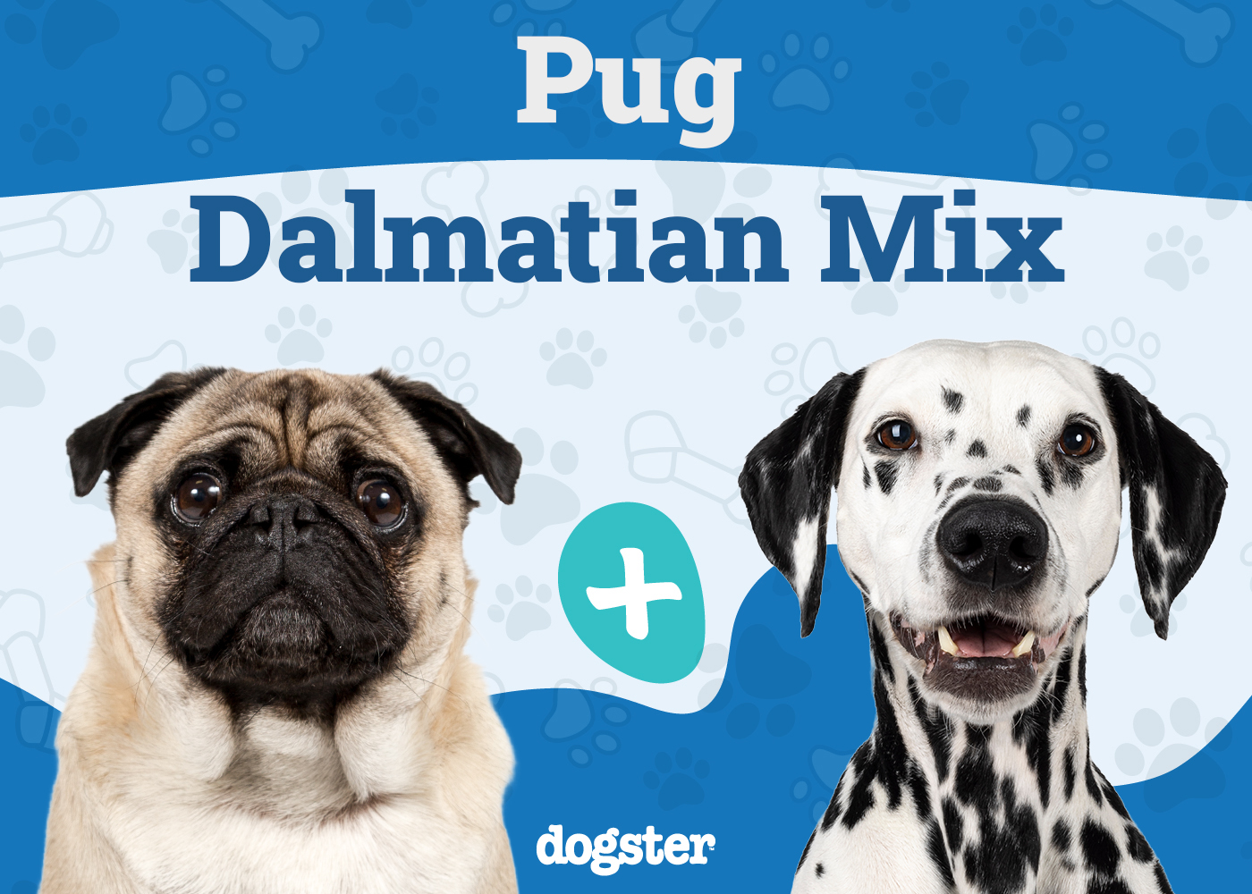 Pugmatian - Pug Dalmatian Mix