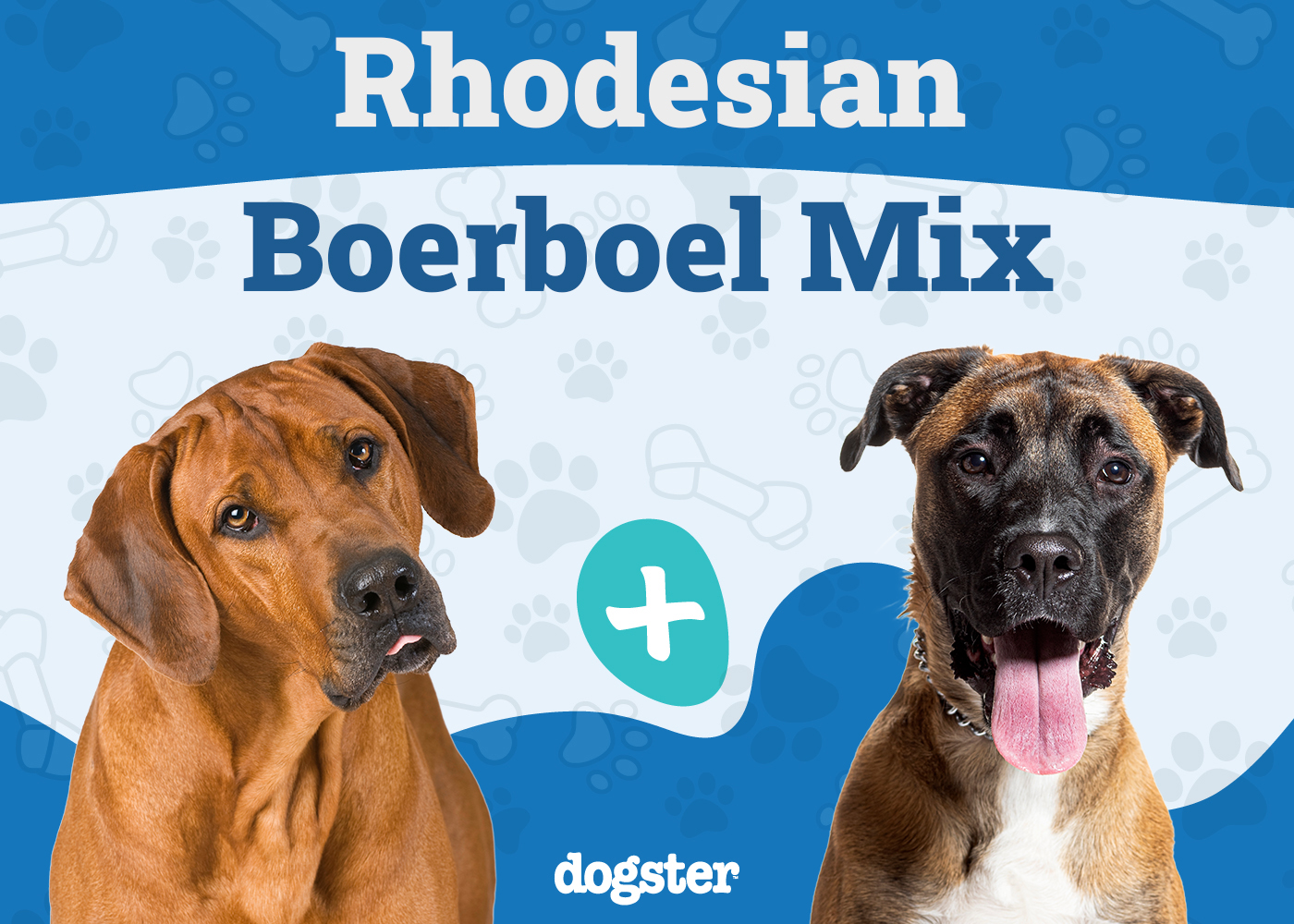 Rhodesian Boerboel Mix