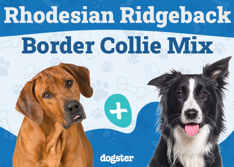 Rhodesian Border Collie Mix